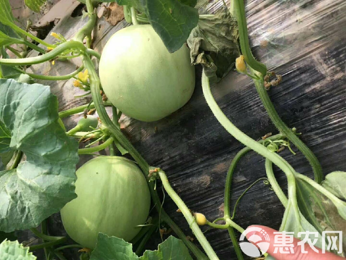 閆良甜瓜行情揭秘，夏日甜瓜情緣與夏日記憶