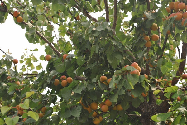 紅杏社區(qū)資訊，鄰里間的溫馨日常